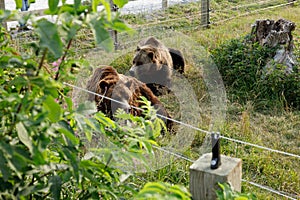 Grizzly bears Grinder and Coola in the Grizzly Habitat