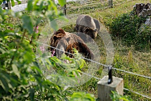 Grizzly bears Grinder and Coola in the Grizzly Habitat