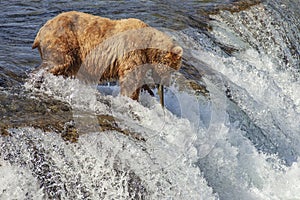 Grizzly bears of Katmai NP