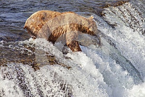 Grizzly bears of Katmai NP