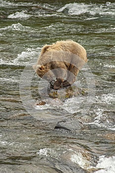 Grizzly bears of Katmai NP