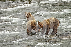 Grizzly bears of Katmai NP