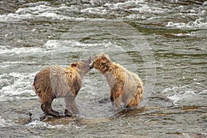 Grizzly bears of Katmai NP