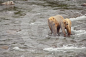 Grizzly bears of Katmai NP