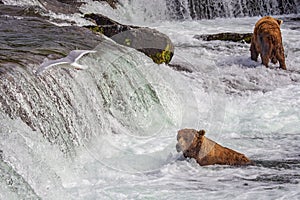 Grizzly bears of Katmai NP