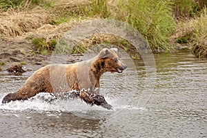 Grizzly bears of Katmai NP