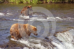 Grizzly bears of Katmai NP