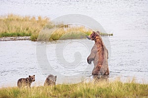 Grizzly bears of Katmai NP