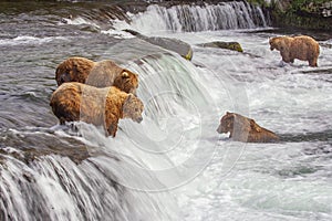 Grizzly bears of Katmai NP