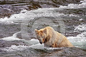 Grizzly bears of Katmai NP