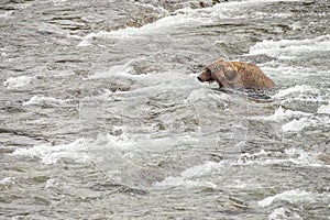 Grizzly bears of Katmai NP