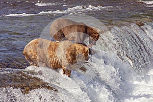 Grizzly bears of Katmai NP