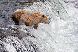 Grizzly bears of Katmai NP