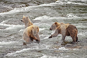 Grizzly bears of Katmai NP