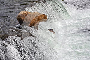 Grizzly bears of Katmai NP