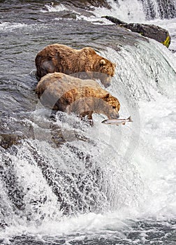 Grizzly bears of Katmai NP