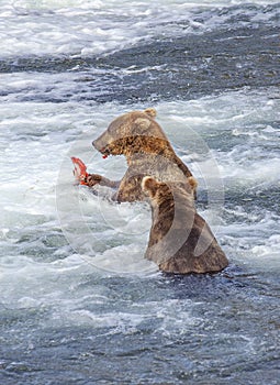 Grizzly bears of Katmai NP