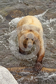 Grizzly bears of Katmai NP