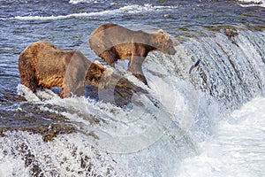 Grizzly bears of Katmai NP