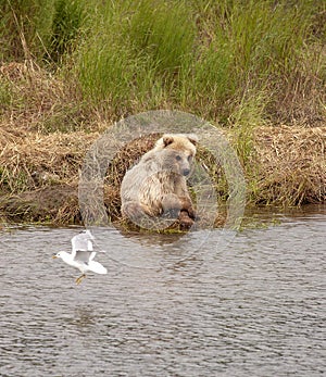 Grizzly bears of Katmai NP