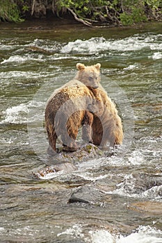 Grizzly bears of Katmai NP