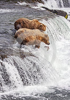 Grizzly bears of Katmai NP