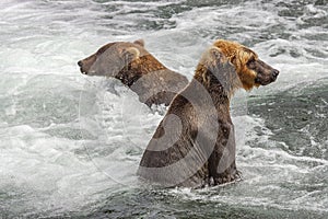 Grizzly bears of Katmai NP