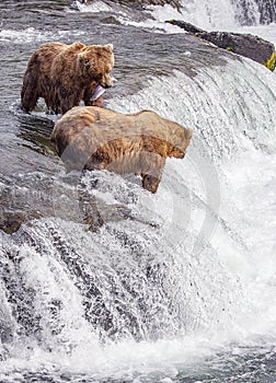 Grizzly bears of Katmai NP