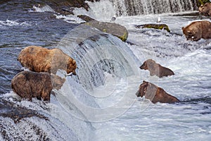 Grizzly bears of Katmai NP