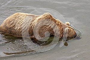 Grizzly bears of Katmai NP