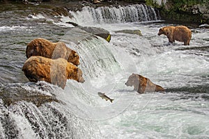 Grizzly bears of Katmai NP