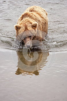 Grizzly bears of Katmai NP