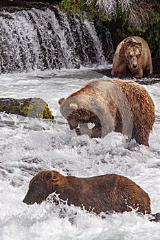 Grizzly bears of Katmai NP