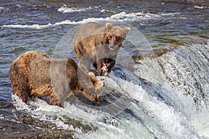 Grizzly bears of Katmai NP