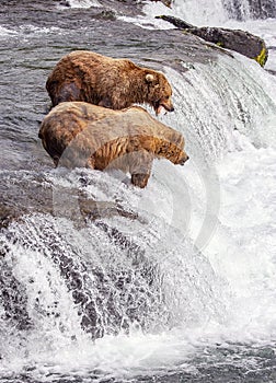 Grizzly bears of Katmai NP