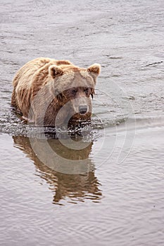 Grizzly bears of Katmai NP