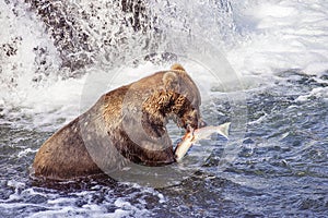 Grizzly bears of Katmai NP