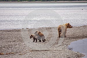 Grizzly bears of Katmai NP