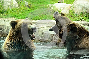 Grizzly Bears Playing - Yelling