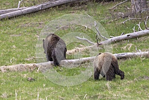 Grizzly Bears in Springtime in Yellowstone National Park