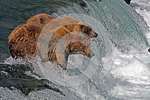 Grizzly bears on waterfall