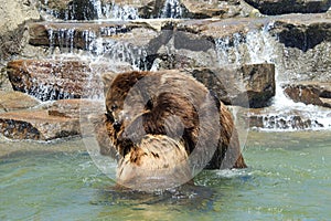 Grizzly bears wrestling in water waterfall in background