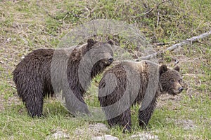 Grizzly Bears in Yellowstone National Park Wyoming in Spring