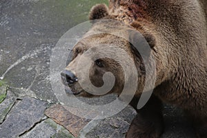 Grizzly Brown Bear