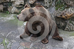 Grizzly Brown Bear
