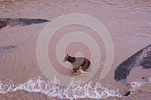 Grizzly brown bear catches salmon in river. Bear hunts spawning