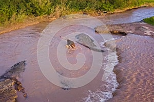 Grizzly brown bear catches salmon in river. Bear hunts spawning