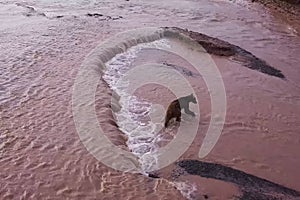 Grizzly brown bear catches salmon in river. Bear hunts spawning