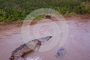 Grizzly brown bear catches salmon in river. Bear hunts spawning