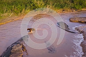 Grizzly brown bear catches salmon in river. Bear hunts spawning